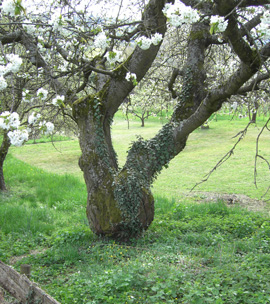 coaching natur als kraftquelle